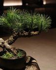 Shirabe / Artificial Modern Bonsai (S)