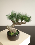 Shirabe / Artificial Modern Bonsai (S)