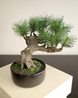 Artificial Modern Bonsai (M)