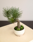 Shirabe / Artificial Modern Bonsai (Petit)