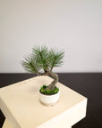 Shirabe / Artificial Modern Bonsai (Petit)