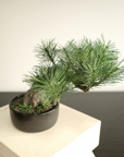 Artificial Modern Bonsai (M)