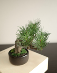 Shirabe / Artificial Modern Bonsai (S)