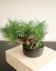 Artificial Modern Bonsai (M)