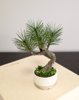 Shirabe / Artificial Modern Bonsai (Petit)