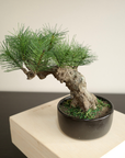Artificial Modern Bonsai (M)