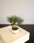 Shirabe / Artificial Modern Bonsai (Petit)