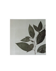 洋種山牛蒡 Pokeweed アートパネル