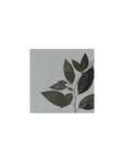 洋種山牛蒡 Pokeweed アートパネル