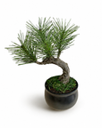 Shirabe / Artificial Modern Bonsai (Petit)