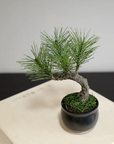 Shirabe / Artificial Modern Bonsai (Petit)