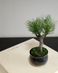 Shirabe / Artificial Modern Bonsai (Petit)