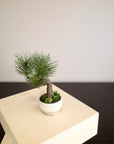 Shirabe / Artificial Modern Bonsai (Petit)