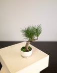 Shirabe / Artificial Modern Bonsai (Petit)