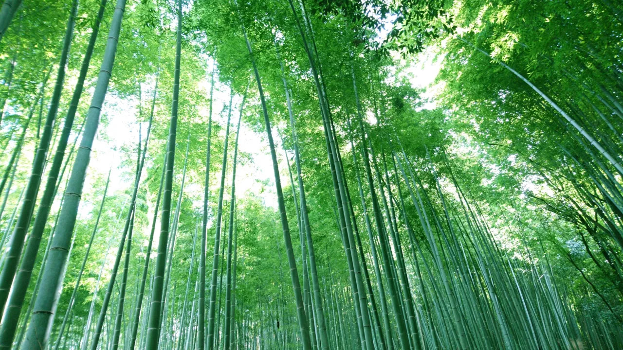 竹は木、草のどっち？