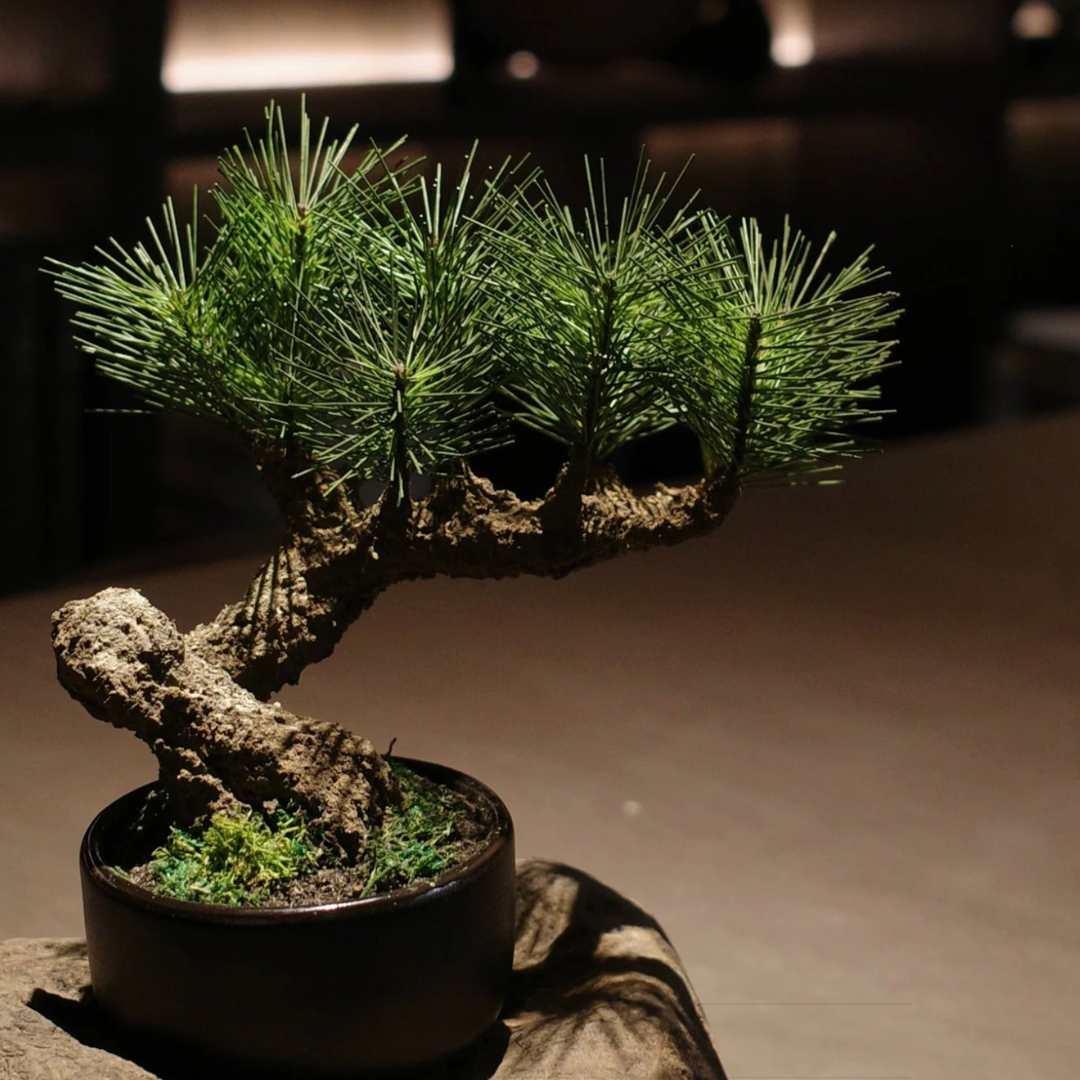 Shirabe / Artificial Modern Bonsai (S)