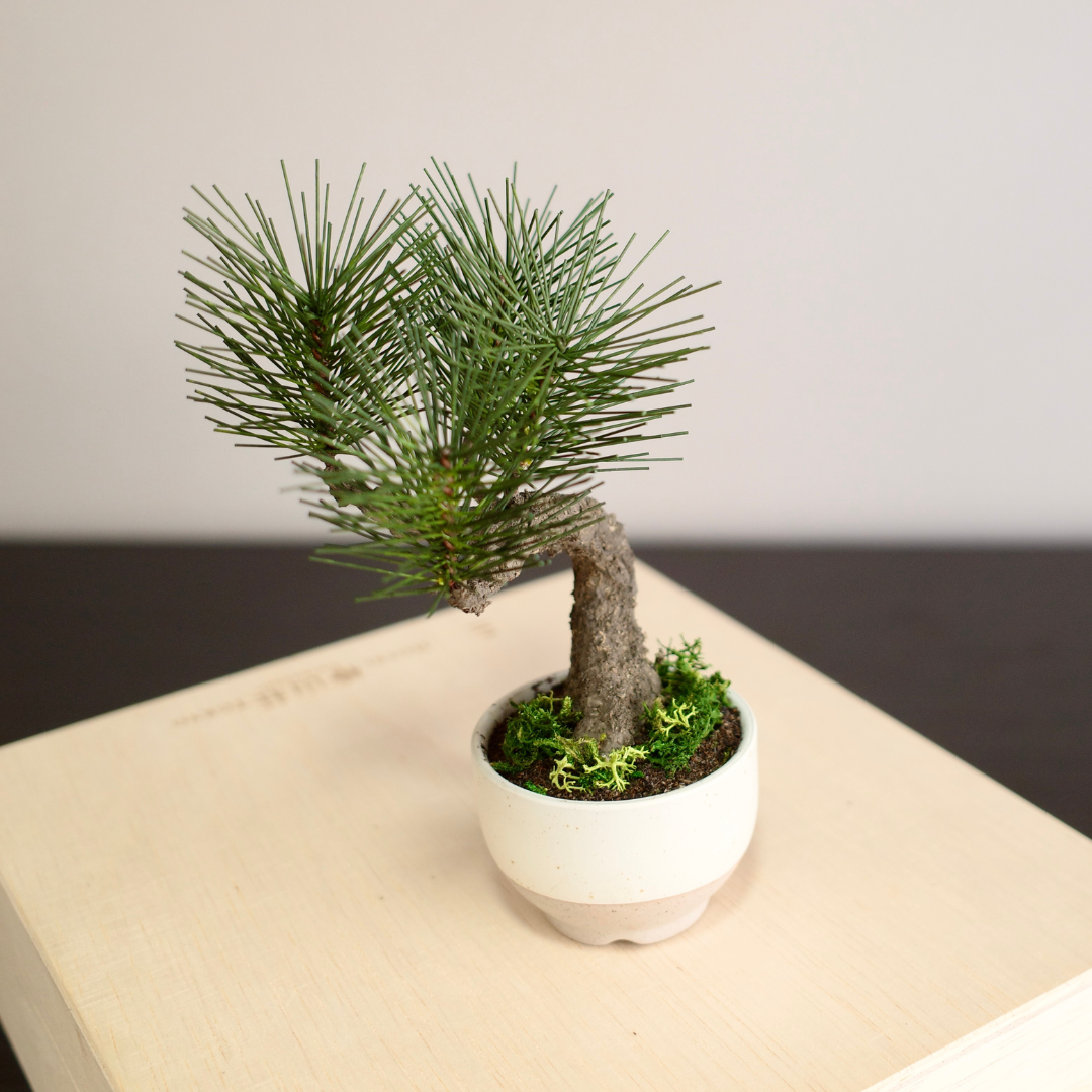 Shirabe / Artificial Modern Bonsai  (Petit)