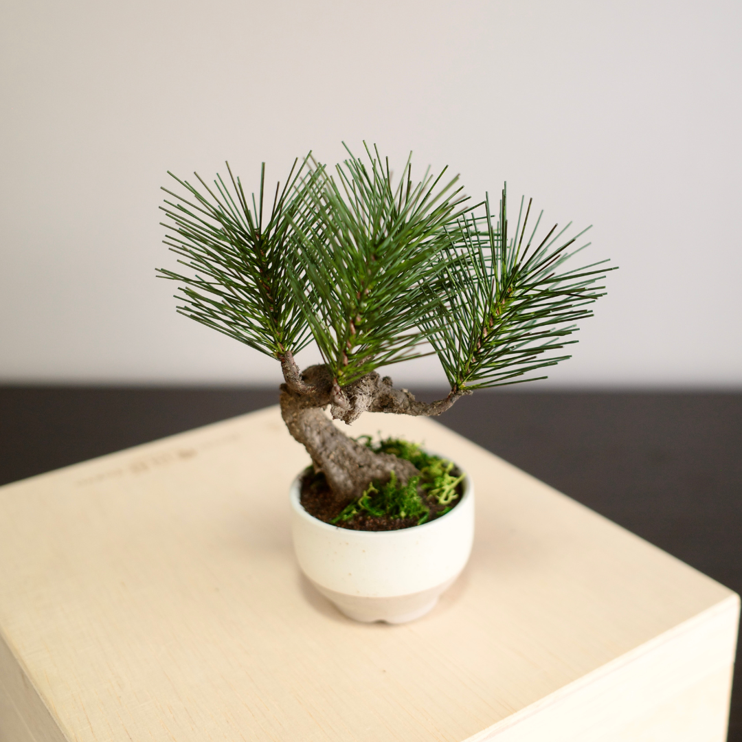 Shirabe / Artificial Modern Bonsai  (Petit)