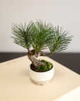 Shirabe / Artificial Modern Bonsai  (Petit)