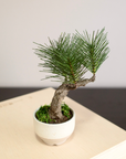 Shirabe / Artificial Modern Bonsai  (Petit)