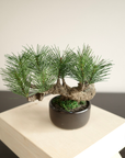 Shirabe / Artificial Modern Bonsai (S)
