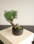 Shirabe / Artificial Modern Bonsai (S)