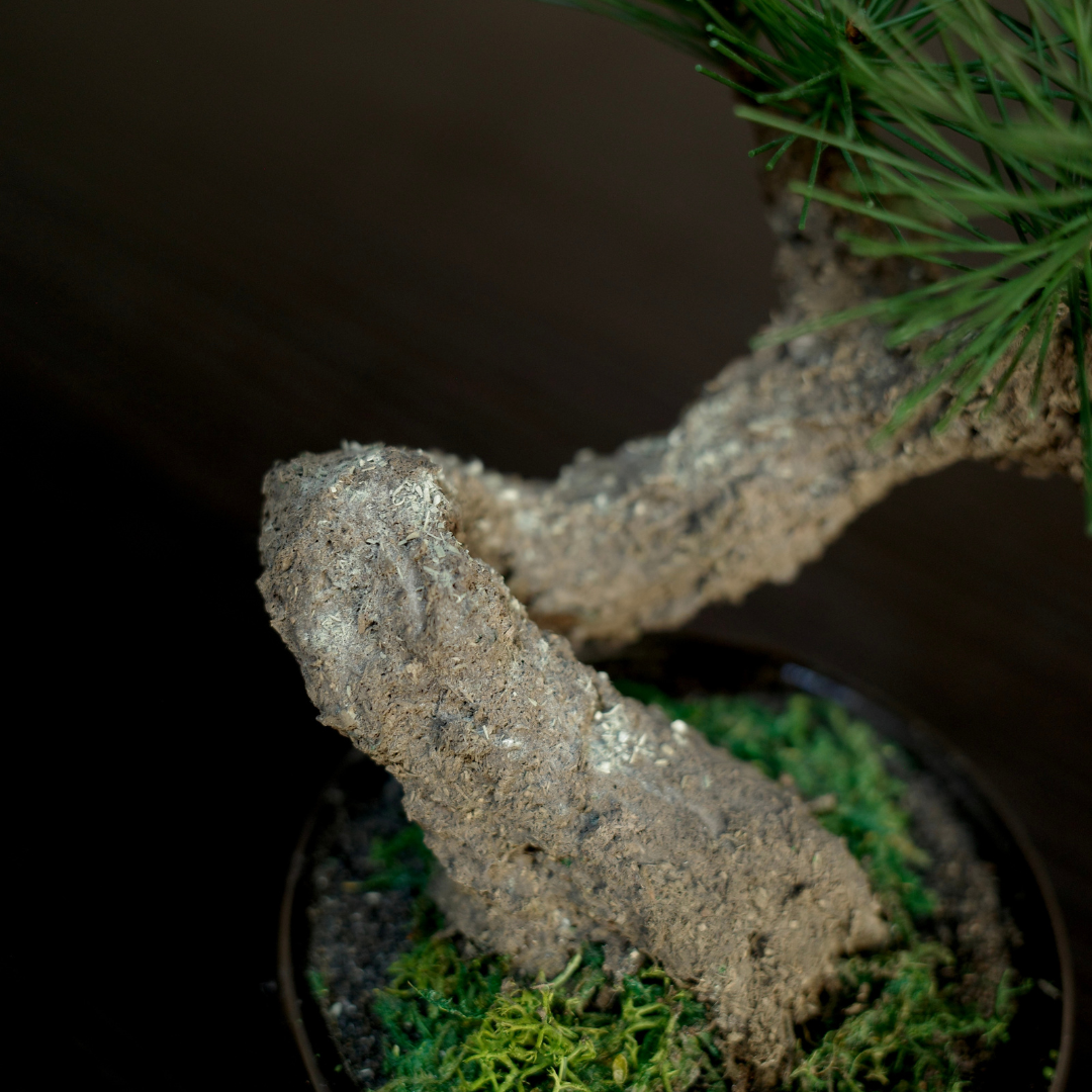Shirabe / Artificial Modern Bonsai (S)