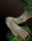 Shirabe / Artificial Modern Bonsai (S)