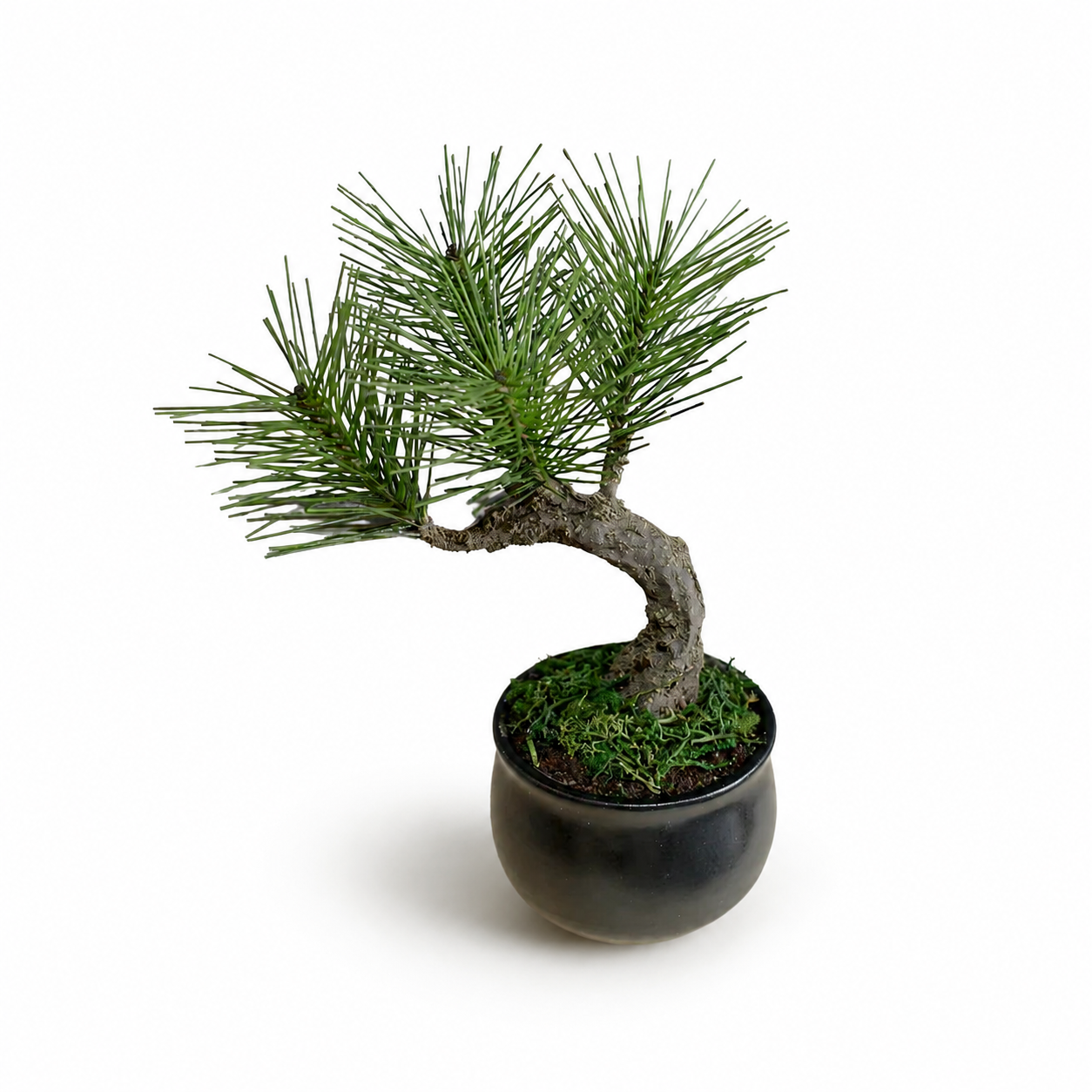 Artificial Modern Bonsai (Petit) | ギフトショップ Nihon Miyabi