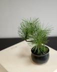 Shirabe / Artificial Modern Bonsai  (Petit)