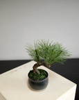Shirabe / Artificial Modern Bonsai  (Petit)