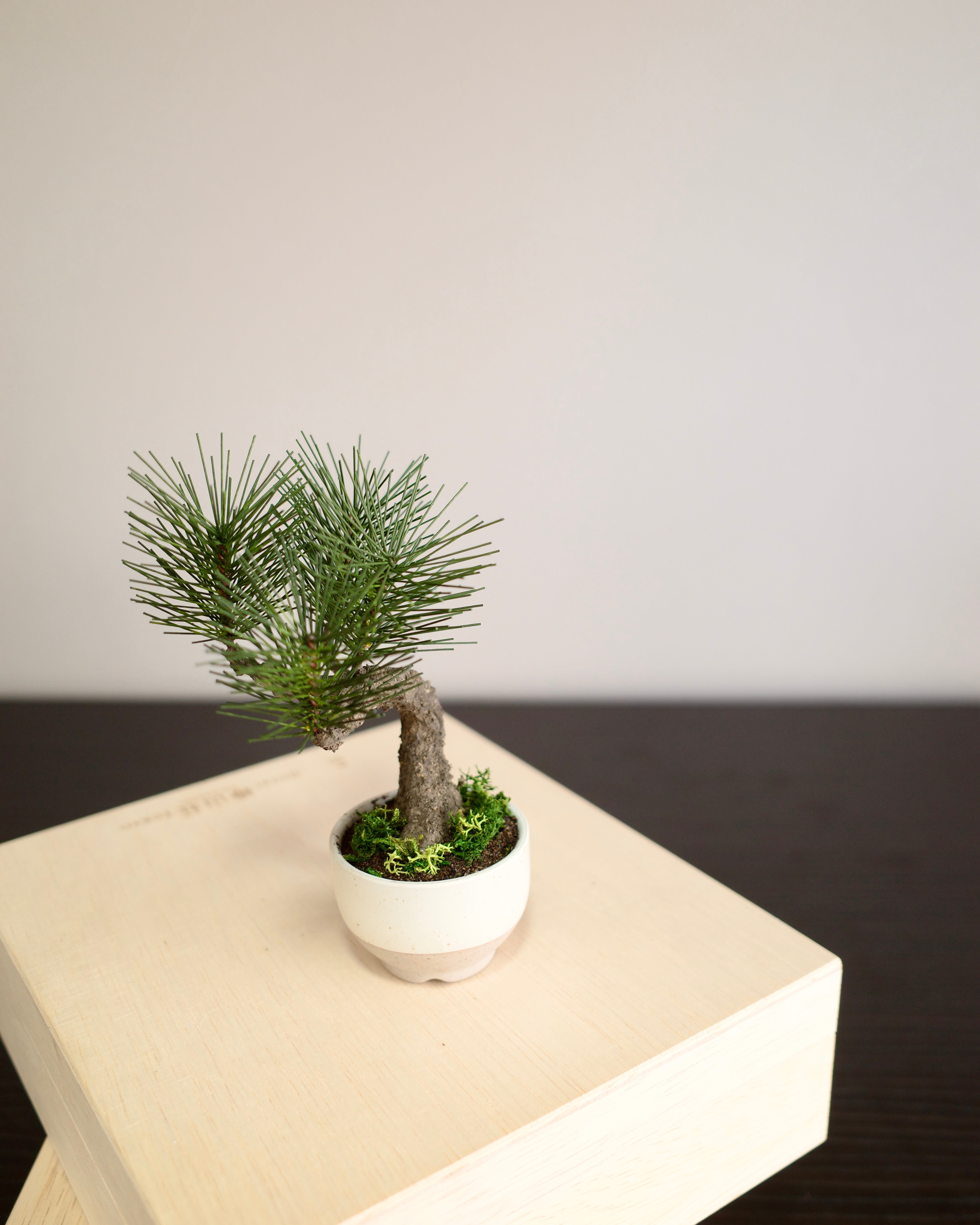 Shirabe / Artificial Modern Bonsai  (Petit)