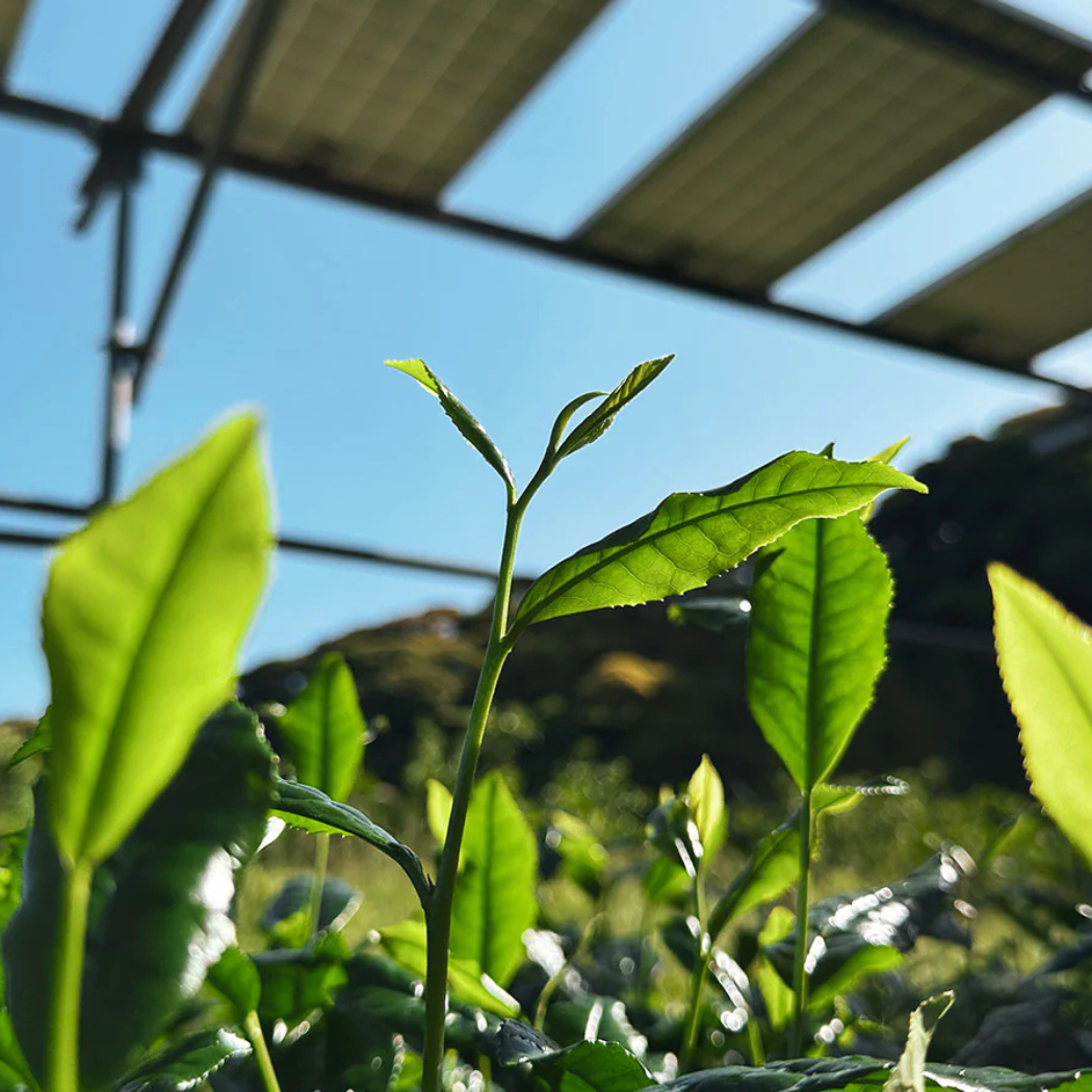 静岡牧之原 「北浦おくみどり抹茶」 手摘み 石臼挽き 40g （3月上旬発送開始）