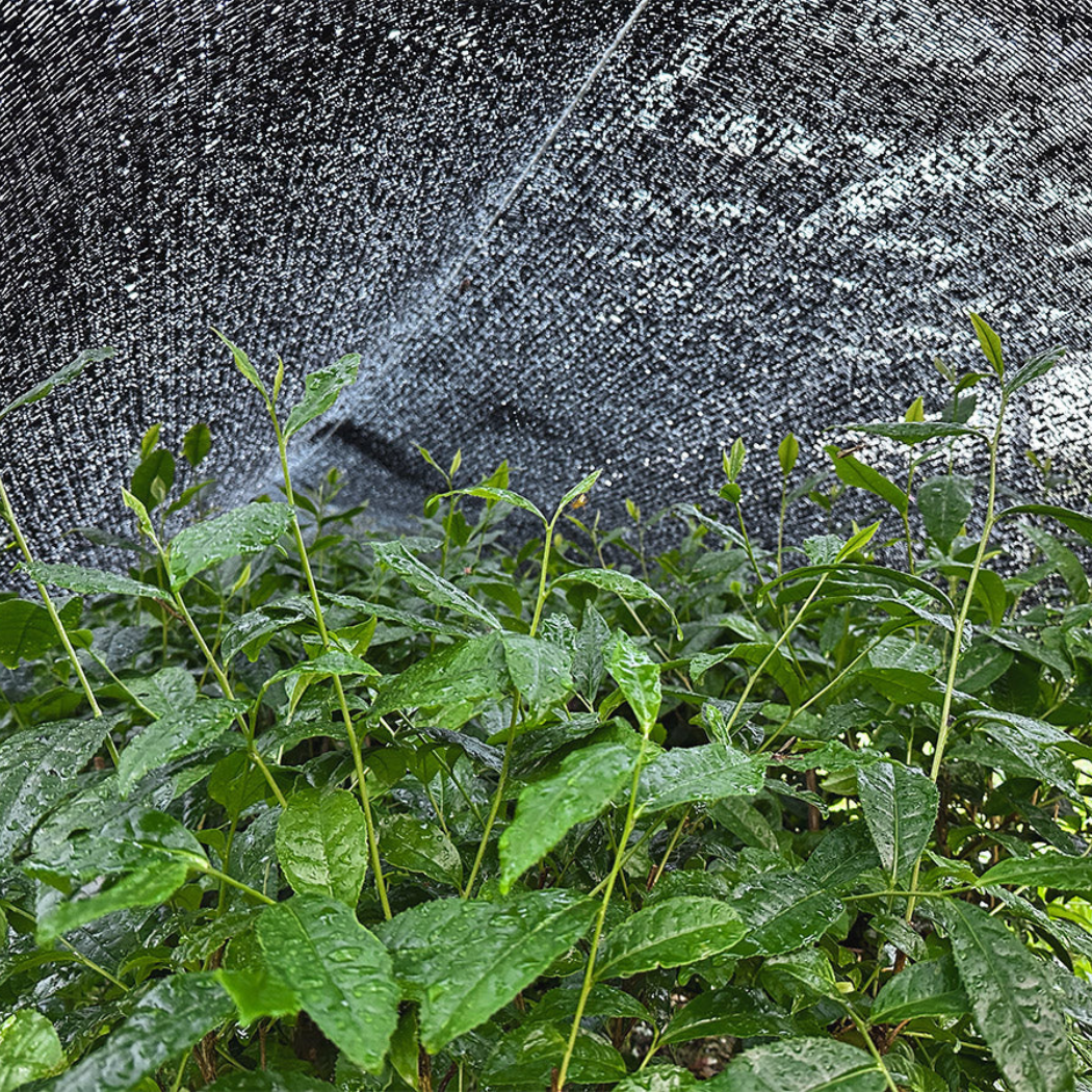 静岡牧之原 「北浦おくみどり抹茶」 手摘み 石臼挽き 40g （3月上旬発送開始）